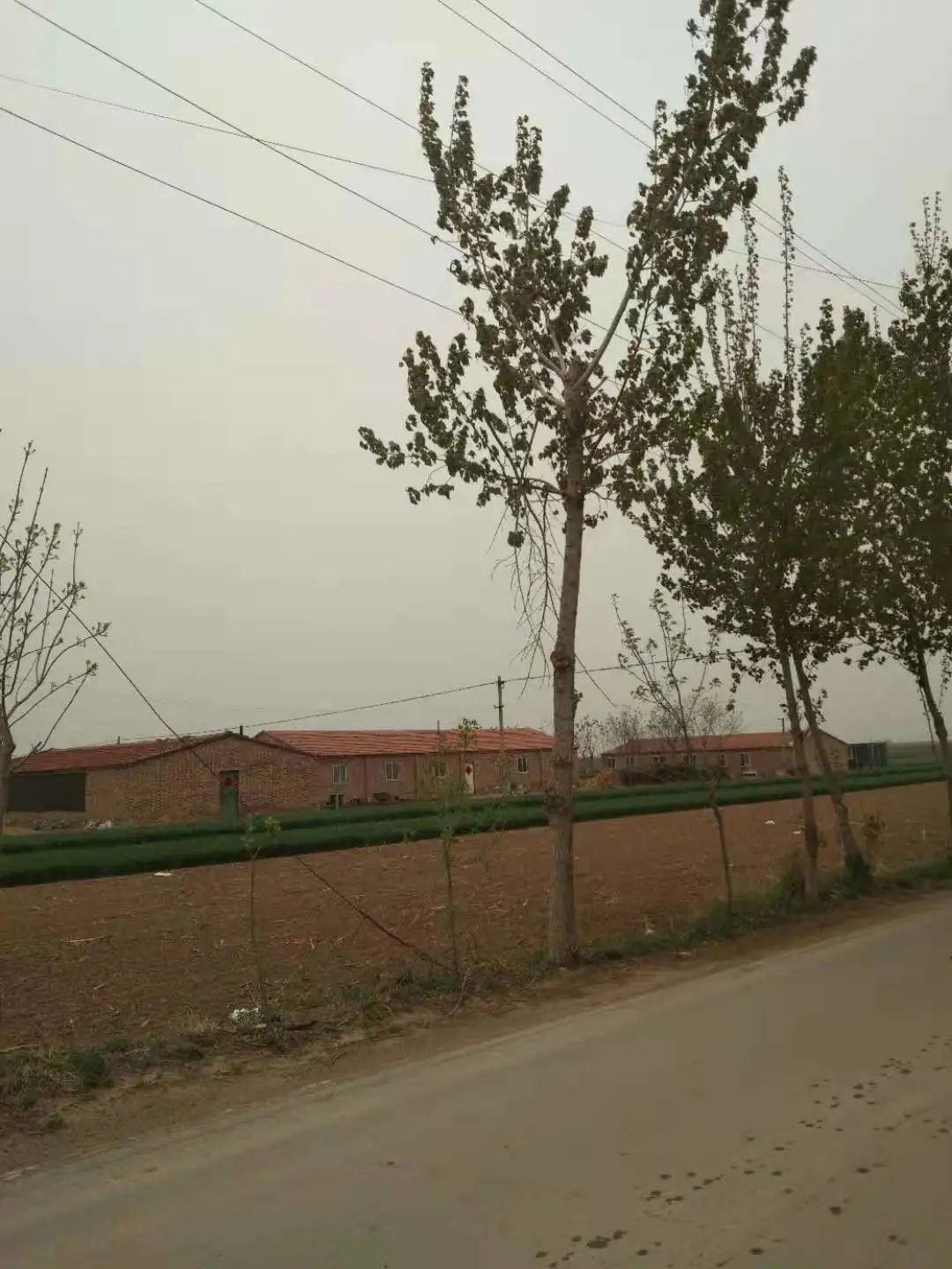 楊樹圖片